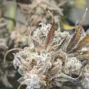 Forum stomperx HubbaBubbaHellasmellascope