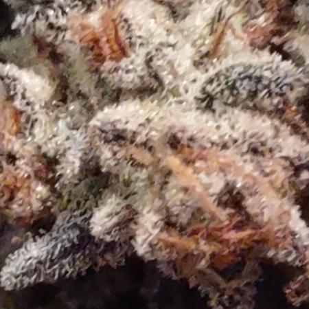 Mephistoreoz pheno 2