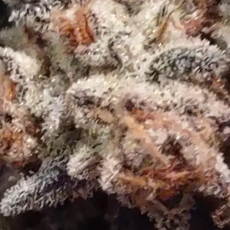 Mephistoreoz pheno 2