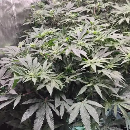 Gorilla cookies FF