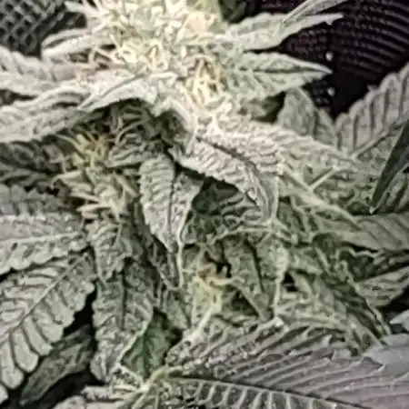 Gorilla cookies FF