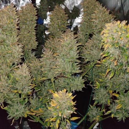 Purple moon cheese