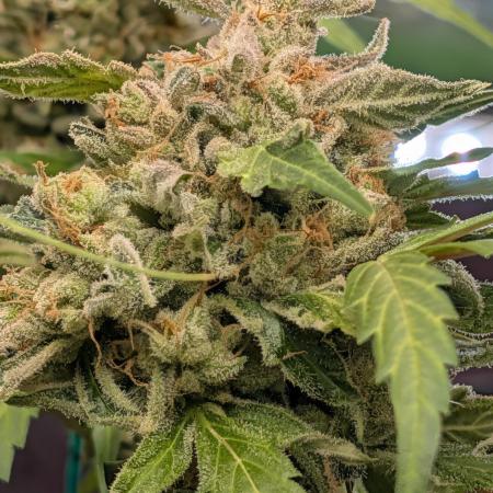 ViolaRbx5 pheno 2