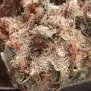 GTR Triploid Burmuda Triangle