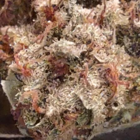 GTR Triploid Burmuda Triangle