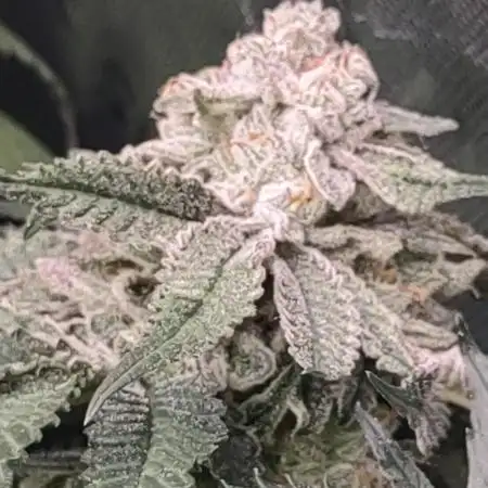 Permanent marker x endgame 3 pheno 2