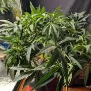 Lemon cherry BX2