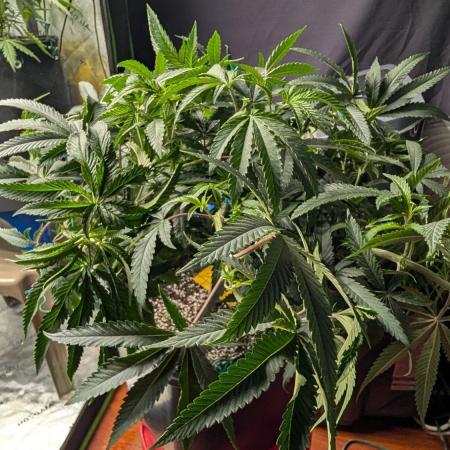 Lemon cherry BX2
