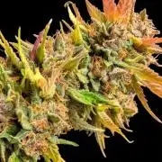 Cherry Cola RF3