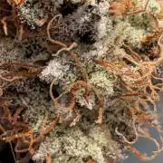 Highbearnation