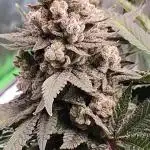 Gorilla cookies FF