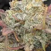 Highbearnation