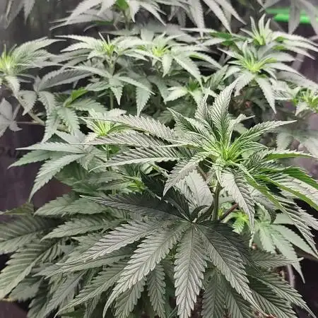 Permanent marker x endgame 3 pheno 2