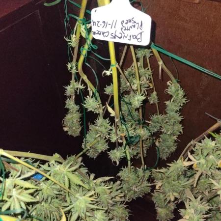 Barney's Sour Diesel and cheese