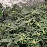 Lung Buster