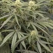 pineapple Runtz 2nd round