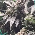 Gorilla cookies FF