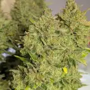 Viola RBX5 pheno 1