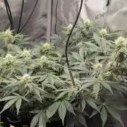 cereal milk auto