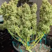 Pineapple Runtz