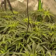 Lemon cherry BX2