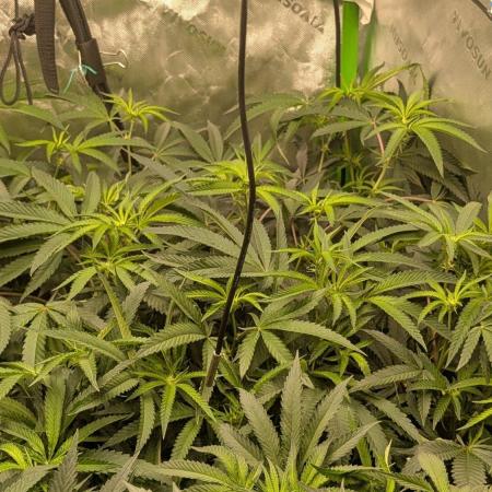 Lemon cherry BX2
