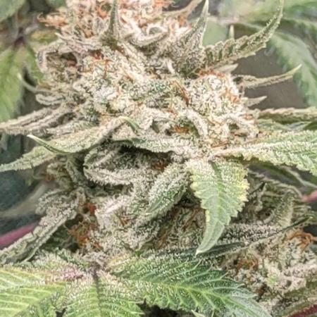 GTR Triploid Burmuda Triangle