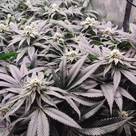 Permanent marker x endgame 3 pheno 2