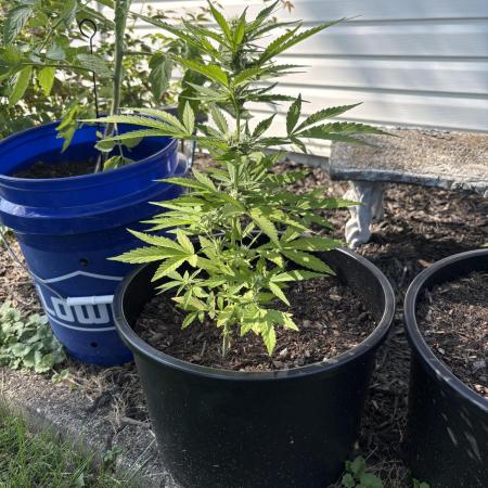 Apollo haze grow 1#