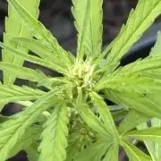 Apollo haze grow 1#