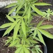 Apollo haze grow 1#