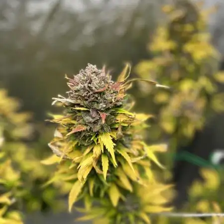 Sweet Mandarine Zkittlez F1