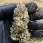 Blueberry Auto winter 2025