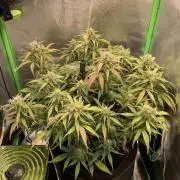 Blueberry Auto winter 2025