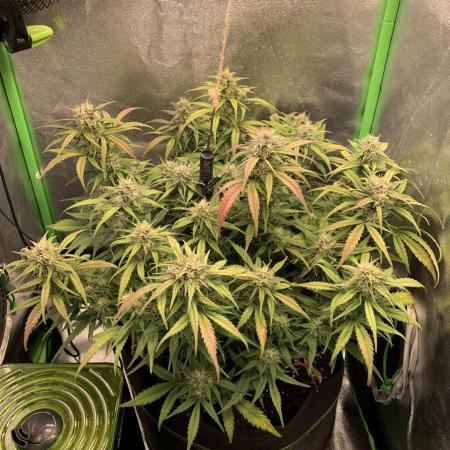 Blueberry Auto winter 2025