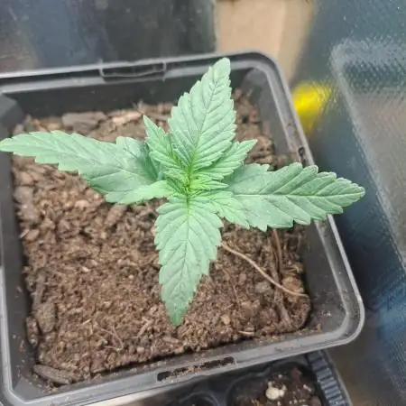 Violeta feminized - Ace seeds