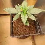 Violeta feminized - Ace seeds