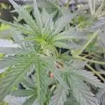 Gnomo auto