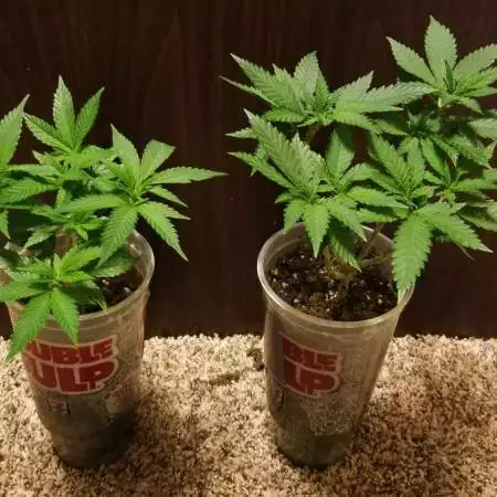 L.A. Amnesia