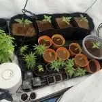 Fast Buds [420] Auto Run