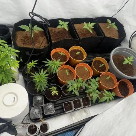 Fast Buds [420] Auto Run