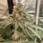 Super Boof [Barney's Farm]
