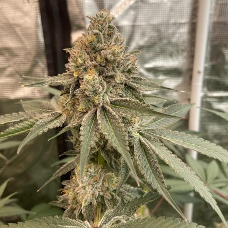Super Boof [Barney's Farm]