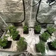 Cherry Poppers [Barney's Farm]