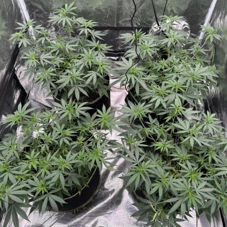 Purple Stardawg [UK/GB]