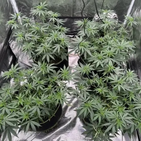 Purple Stardawg [UK/GB]