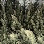 Purple Stardawg [UK/GB]