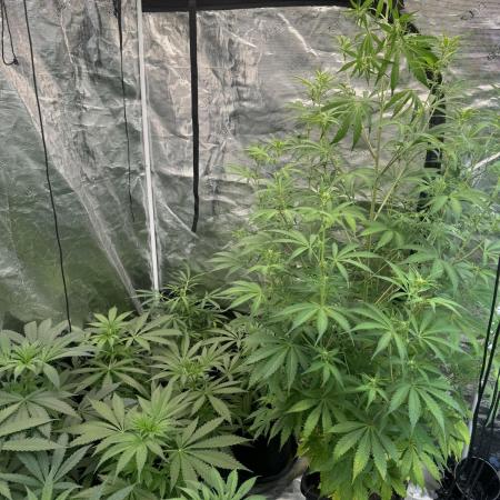 Blueberry Zkittlez [Sensi Seeds]