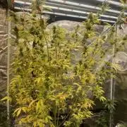 Blueberry Zkittlez [Sensi Seeds]