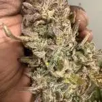 Sweet Seeds Auto’mix